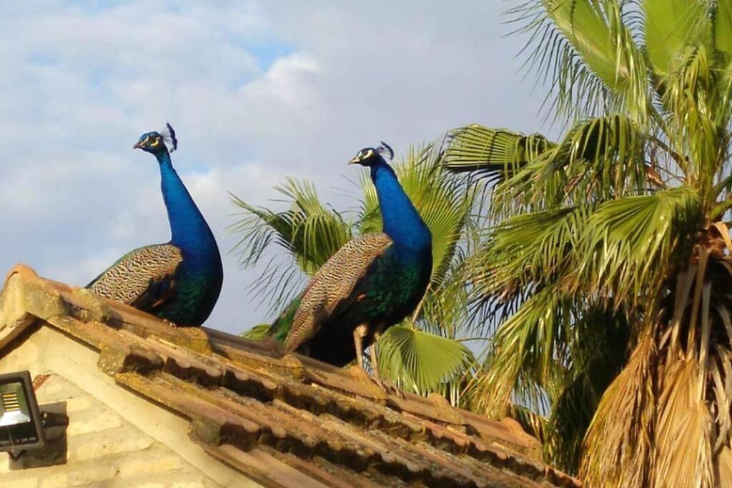 セビリア Cortijo San Joseヴィラ エクステリア 写真